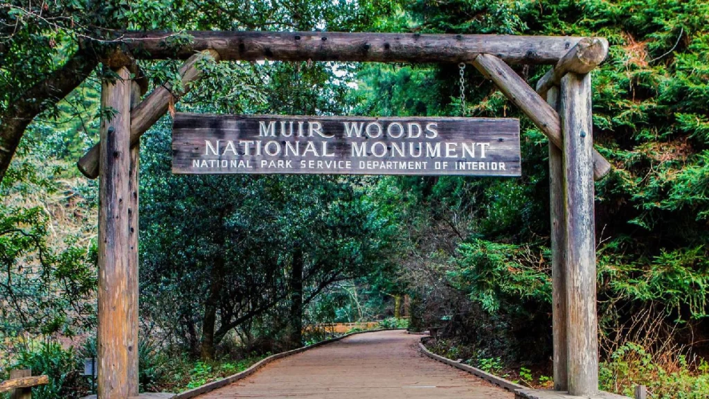 Private luxury shuttle driving from San Francisco to Muir Woods with forest view