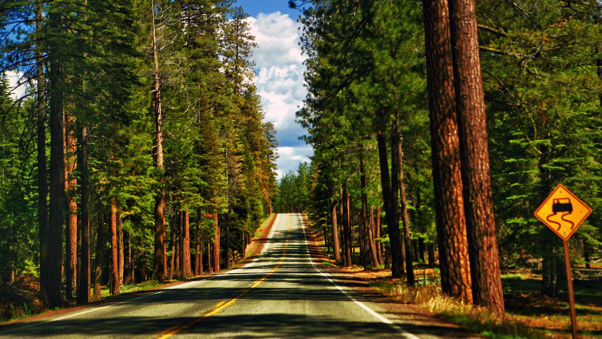San Francisco to Redwood National Park – Scenic Drives, Tours & Closest Airports